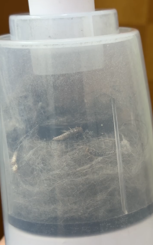 回南天屋企湧現「銀色小蟲」？專咬爛衫真身係衣魚！必學5招天然消滅法