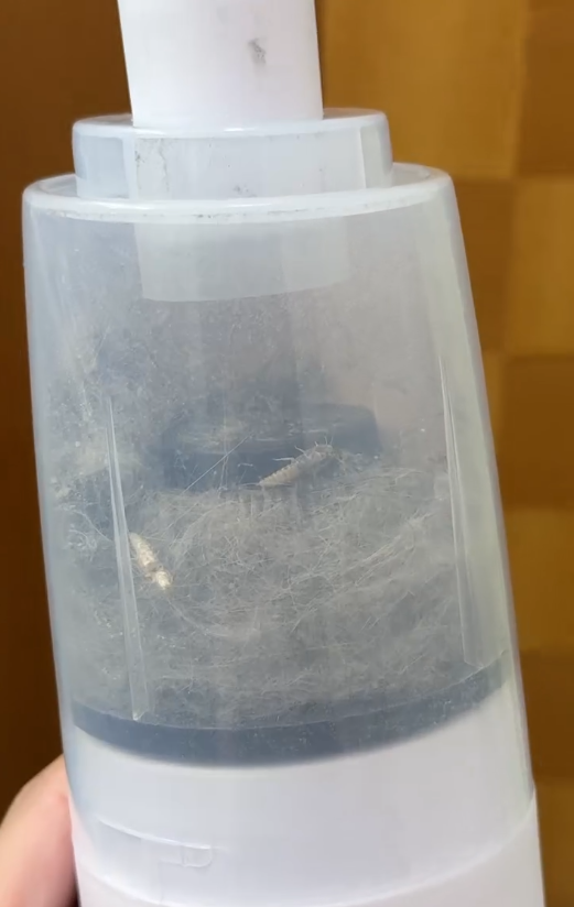 回南天屋企湧現「銀色小蟲」？專咬爛衫真身係衣魚！必學5招天然消滅法