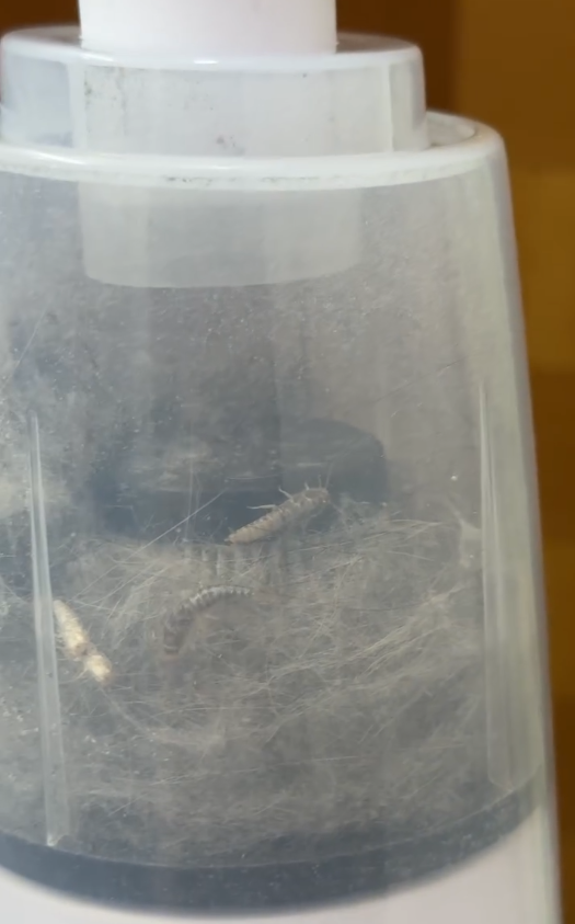 回南天屋企湧現「銀色小蟲」？專咬爛衫真身係衣魚！必學5招天然消滅法