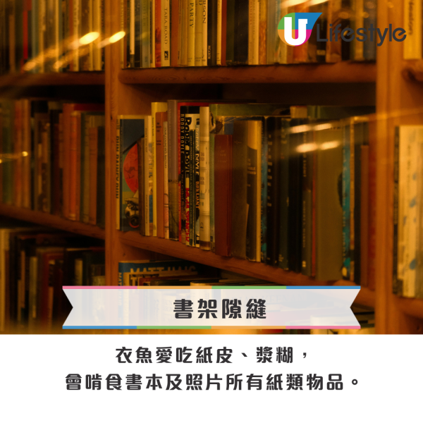 回南天屋企湧現「銀色小蟲」？專咬爛衫真身係衣魚！必學5招天然消滅法