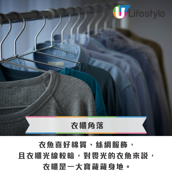 回南天屋企湧現「銀色小蟲」？專咬爛衫真身係衣魚！必學5招天然消滅法