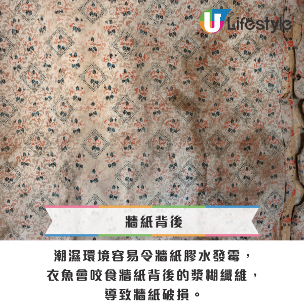 回南天屋企湧現「銀色小蟲」？專咬爛衫真身係衣魚！必學5招天然消滅法