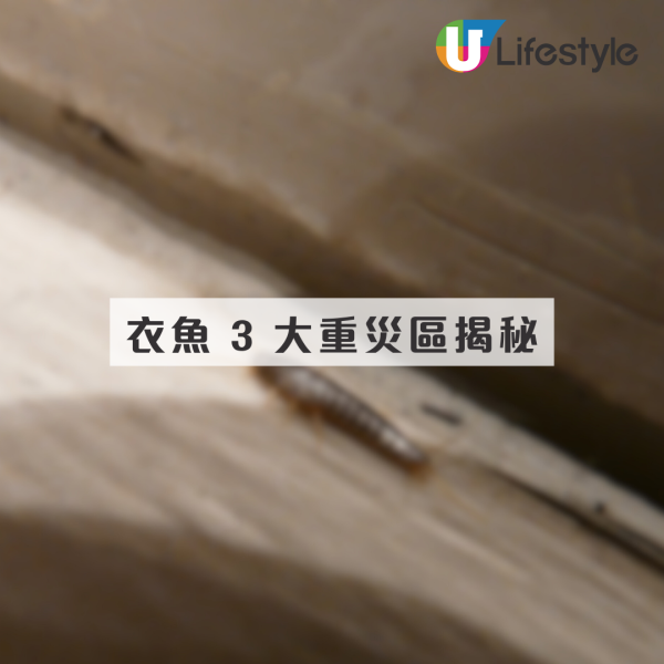 回南天屋企湧現「銀色小蟲」？專咬爛衫真身係衣魚！必學5招天然消滅法