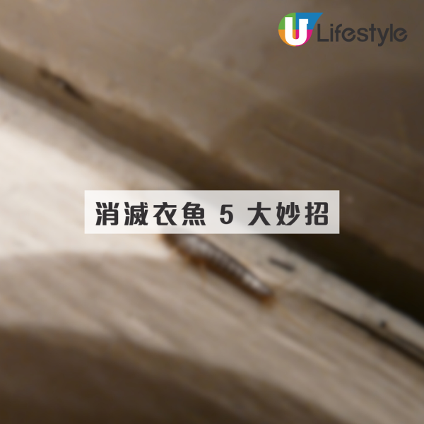 回南天屋企湧現「銀色小蟲」？專咬爛衫真身係衣魚！必學5招天然消滅法