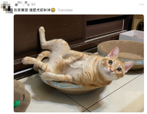 網民奇招殺滅曱甴！實測5日剷平小強巢穴！靠這小動物一物治一物 惟呢類家庭不適用