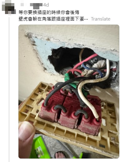 網民奇招殺滅曱甴！實測5日剷平小強巢穴！靠這小動物一物治一物 惟呢類家庭不適用