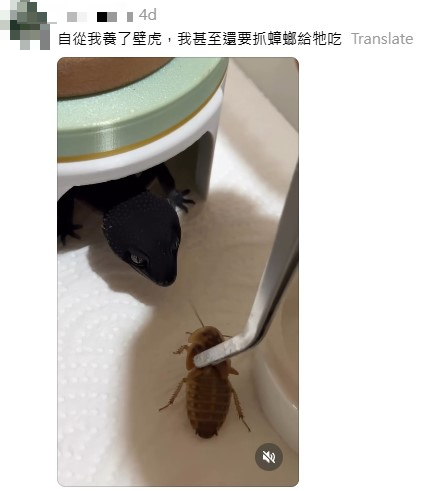 網民奇招殺滅曱甴！實測5日剷平小強巢穴！靠這小動物一物治一物 惟呢類家庭不適用