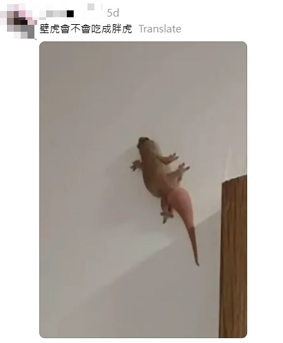 網民奇招殺滅曱甴！實測5日剷平小強巢穴！靠這小動物一物治一物 惟呢類家庭不適用