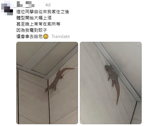 網民奇招殺滅曱甴！實測5日剷平小強巢穴！靠這小動物一物治一物 惟呢類家庭不適用