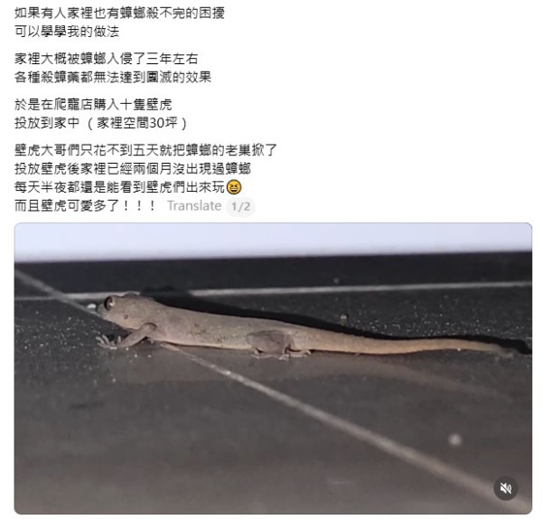 網民奇招殺滅曱甴！實測5日剷平小強巢穴！靠這小動物一物治一物 惟呢類家庭不適用