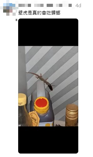 網民奇招殺滅曱甴！實測5日剷平小強巢穴！靠這小動物一物治一物 惟呢類家庭不適用