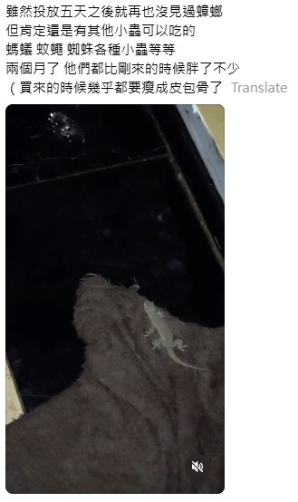 網民奇招殺滅曱甴！實測5日剷平小強巢穴！靠這小動物一物治一物 惟呢類家庭不適用