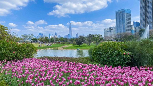 圖片來源：深圳市城市管理和綜合執法局