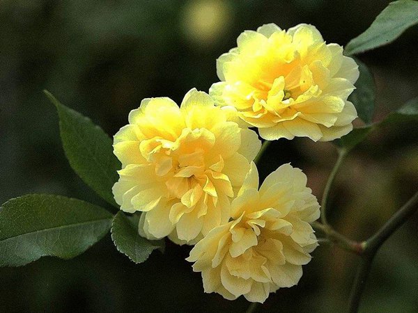 圖片來源：藤本月季網