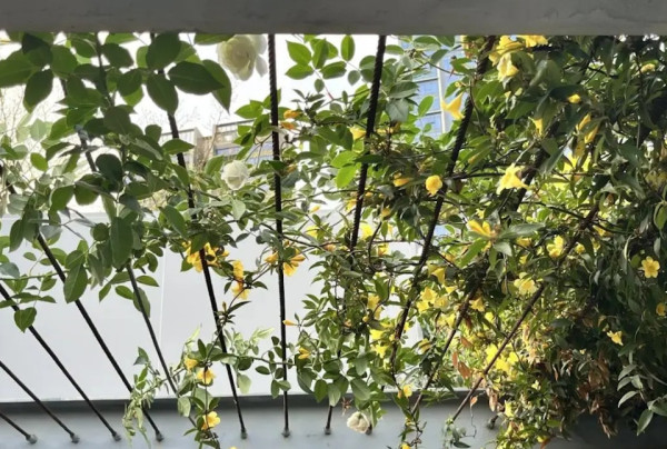 圖片來源：深圳大件事