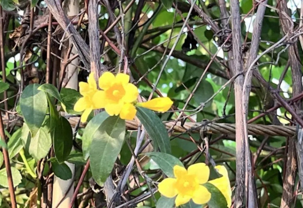 圖片來源：深圳大件事