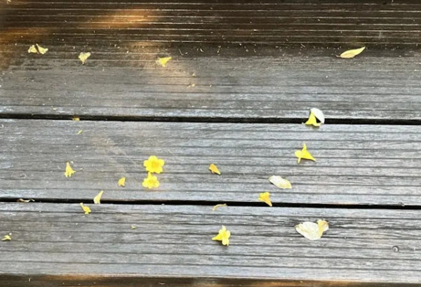 圖片來源：深圳大件事