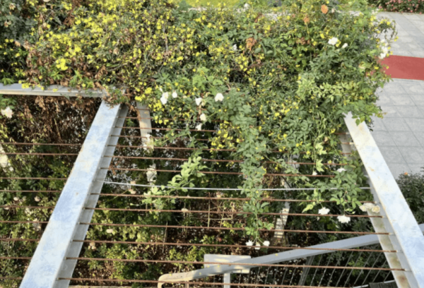 圖片來源：深圳大件事