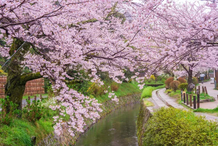 京都櫻花2026｜京都賞櫻好去處10大推介附交通！最美櫻花步道、必睇夢幻夜櫻光影騷 