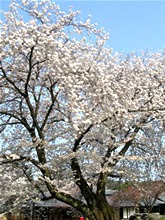 圖片來源：醍醐寺