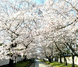 圖片來源：醍醐寺