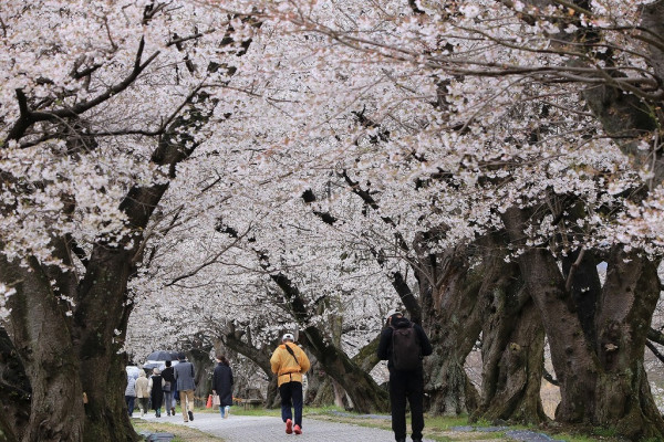 圖片來源：淀川河川公園