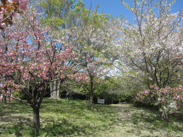 圖片來源：淀川河川公園