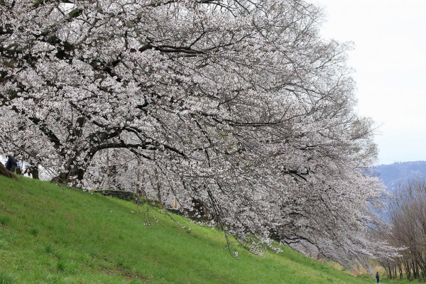 圖片來源：淀川河川公園