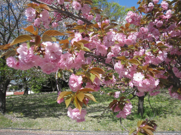 圖片來源：淀川河川公園