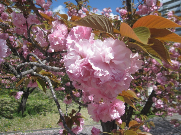 圖片來源：淀川河川公園