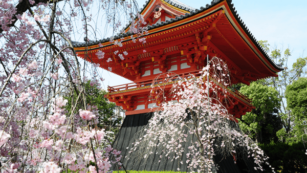 圖片來源：仁和寺