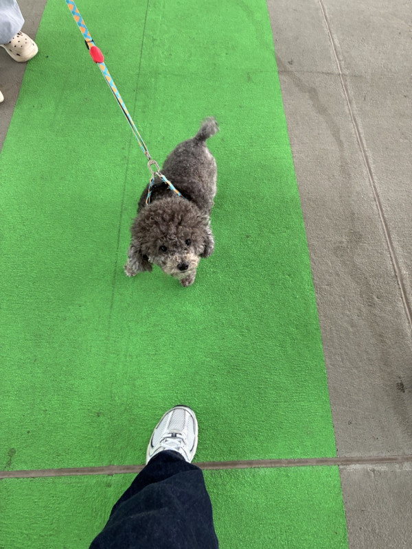 Apple iPhone 17e 開箱實測 加量不加價「絕殺」舊機！$5,099 起 4 大升級有睇頭