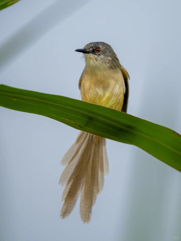 照片來源：小紅書@江火似流萤