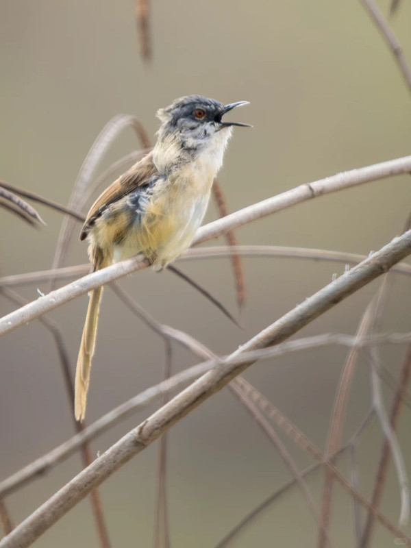 照片來源：小紅書@江火似流萤