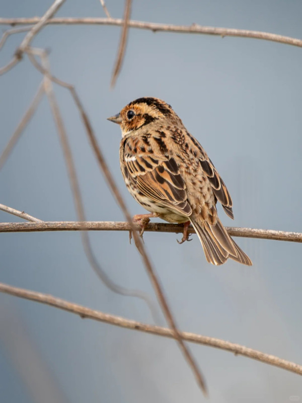 照片來源：小紅書@江火似流萤