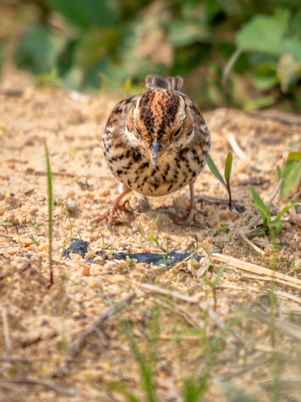照片來源：小紅書@江火似流萤