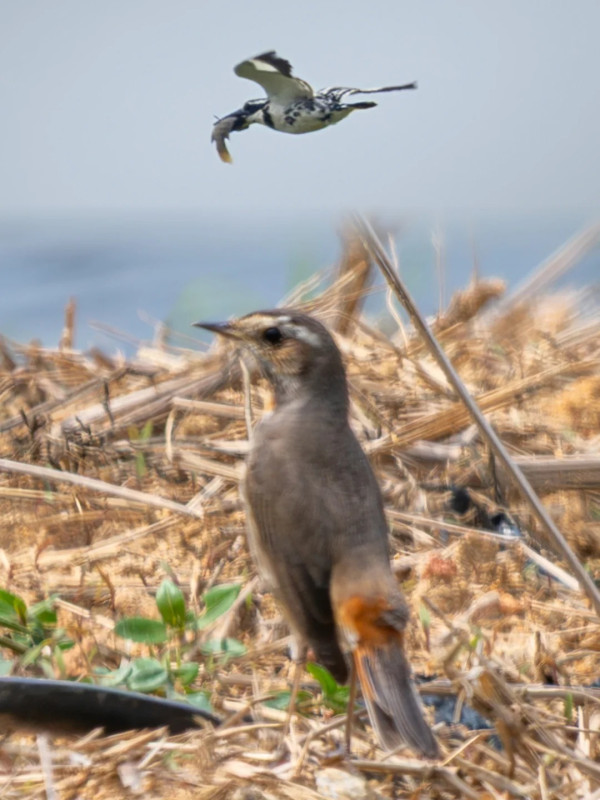 照片來源：小紅書@江火似流萤