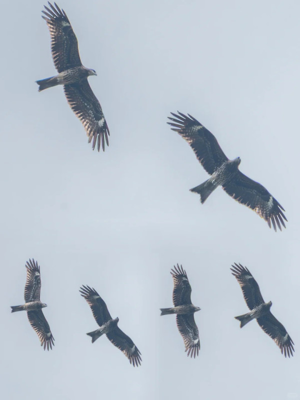 照片來源：小紅書@江火似流萤