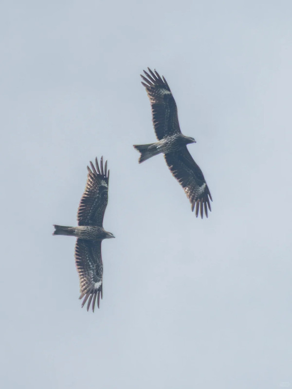 照片來源：小紅書@江火似流萤