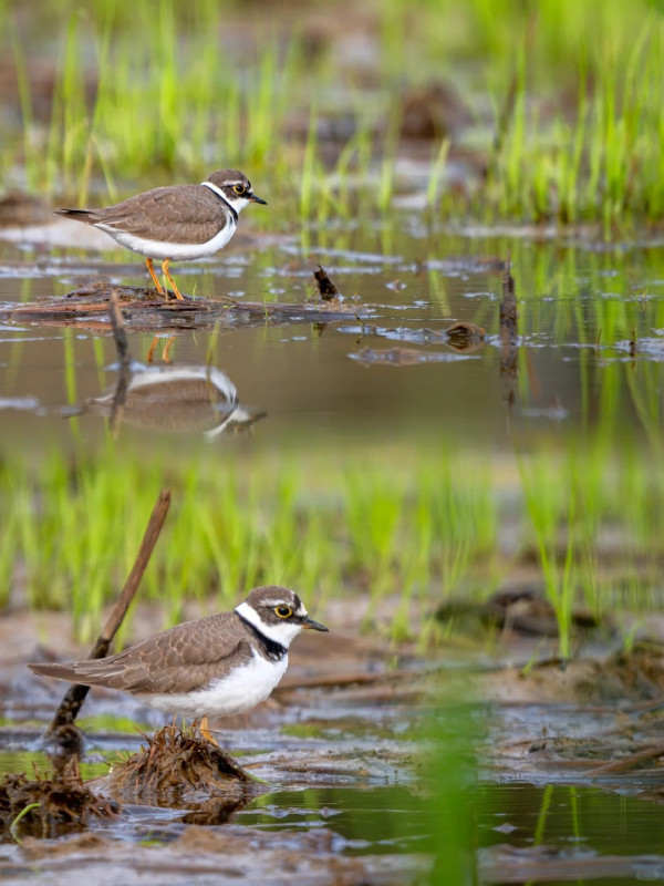 照片來源：小紅書@江火似流萤