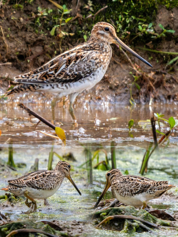 照片來源：小紅書@江火似流萤