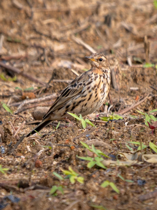 照片來源：小紅書@江火似流萤