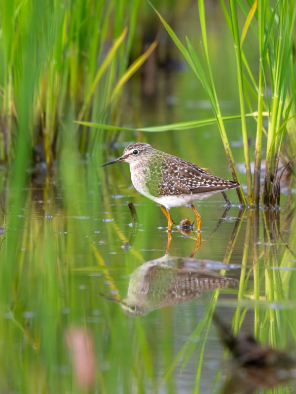 照片來源：小紅書@江火似流萤