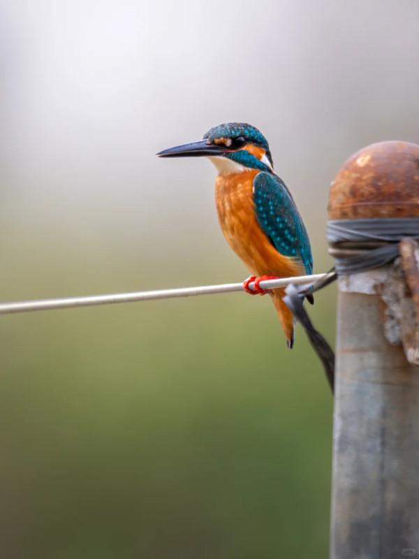 照片來源：小紅書@江火似流萤