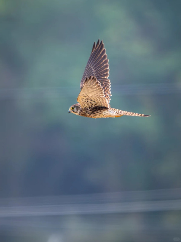 照片來源：小紅書@江火似流萤