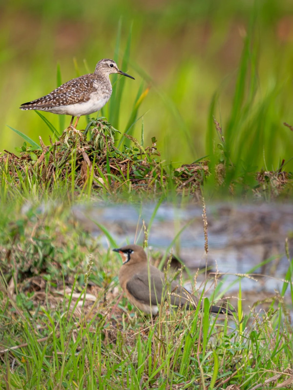 照片來源：小紅書@江火似流萤