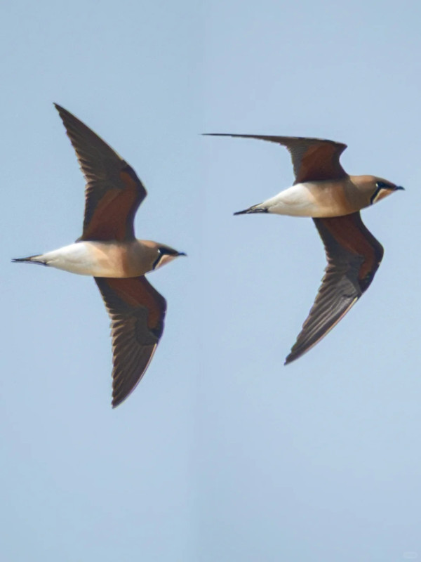 照片來源：小紅書@江火似流萤