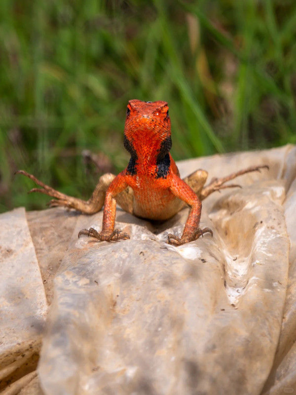 照片來源：小紅書@江火似流萤