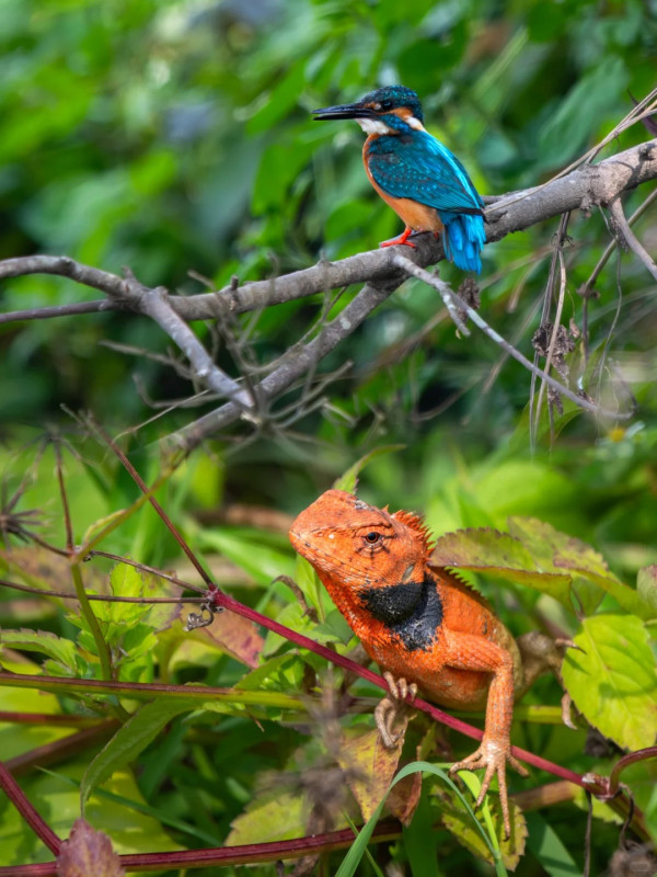 照片來源：小紅書@江火似流萤