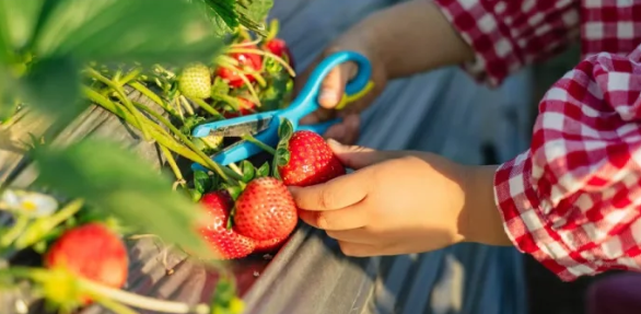 照片來源：小紅書@一颗酸柠檬